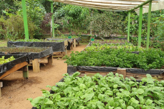 Green-Steps-Travel-Costa-Rica-biologische-tuin