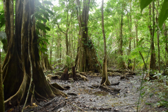 Green-Steps-Travel-Costa-Rica-mangrove