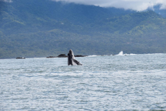 Green-Steps-Travel-Costa-Rica-walvisspotten