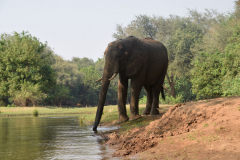 Green-Steps-Travel-Zambia-kanosafari-drinkende-olifant