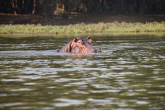 Green-Steps-Travel-Zambia-kanosafari-nijlpaard