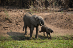 Green-Steps-Travel-Zambia-lowerzambezi-safari-olifant