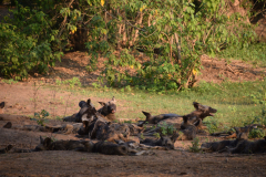 Green-Steps-Travel-Zambia-lowerzambezi-wilddogs