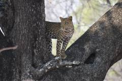 Green-Steps-Travel-Zambia-luipaard5