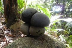 GreenSteps-Travel-Seychellen-coco-de-mer