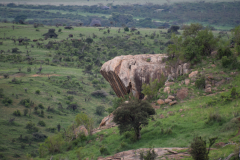 GreenSteps-travel-Borana-Conservancy-pride-rock-lion-king
