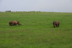 GreenSteps-travel-Borana-Conservancy-safari-2