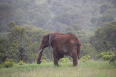 GreenSteps-travel-Borana-Conservancy-safari