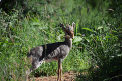 GreenSteps-travel-Borana-dikdik