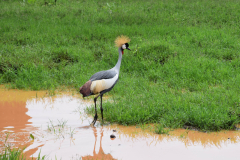 GreenSteps-Travel-Lewa-wilderness-safari-kenia-rondreis