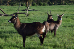GreenSteps-Travel-Lewa-wilderness-safari-rondreis