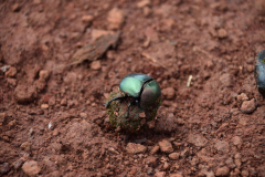 GreenSteps-Travel-Lewa-wilderness-wildlife