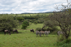 GreenSteps-Travel-kenia-maasai-mara-familiesafari