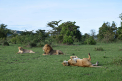 GreenSteps-Travel-kenia-maasai-mara-safari-leeuw1