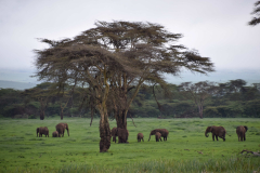 GreenSteps-Travel-olifanten-safari-kenia