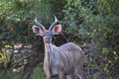 GreenSteps-Travel-Malawi-Liwonde-kudu