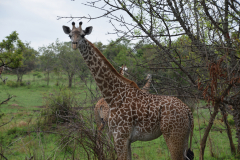 GreenSteps-Travel-Akagera-Safari