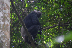 GreenSteps-Travel-chimpansee-trekking-Rwanda