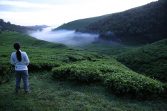 Green-Steps-Travel-Rwanda-rondreis