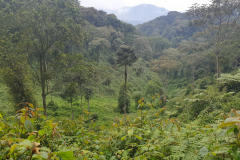 Rwanda-Nyungwe-National-park