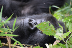 Rwanda-gorilla-Green-Steps-Travel