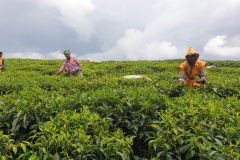 Green-Steps-Travel-Rwanda-theeplukkers