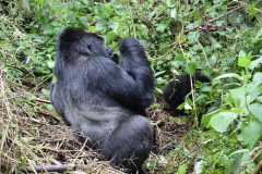 Rwanda-zilverrug-gorilla-Green-Steps-Travel