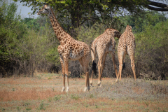 Green-Steps_Travel-Zambia-South-Luangwa-safari-giraffen