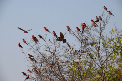 Green-Steps-Travel-Zambia-Carmine-Bee-eater
