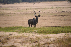 Green-Steps_Travel-Zambia-South-Luangwa-safari-kudu