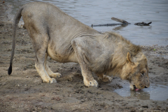 Green-Steps_Travel-Zambia-South-Luangwa-safari-leeuw1