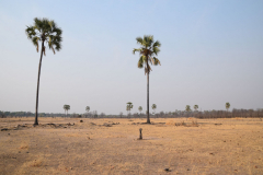 Green-Steps_Travel-Zambia-South-Luangwa-wandelsafari