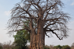 Green-Steps_Travel-Zambia-boabab