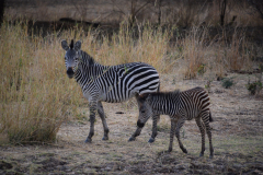 Green-Steps_Travel-Zambia-safari-South-Luangwa