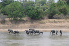 Green-Steps_Travel-Zambia-safari-olifanten-South-Luangwa