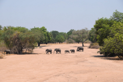 Green-Steps_Travel-Zambia-safari-olifanten
