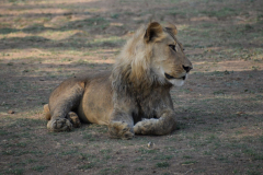Green-Steps_Travel-luxe-safari-leeuw