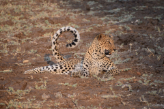 Green-Steps_Travel-safari-Zambia-luipaard-