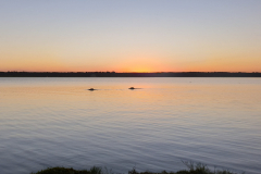 Green-Steps-Travel-Lake-Sibaya-nijlpaard