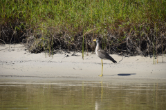 Green-Steps-Travel-Wattled-Lapwing-vogel-Kosi-forest