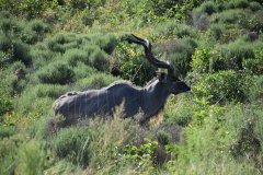 Green-Steps-Travel-hluhluwe-koedoe