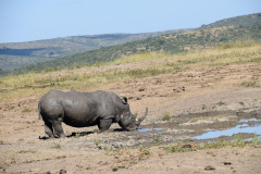 Green-Steps-Travel-hluhluwe-neushoorn