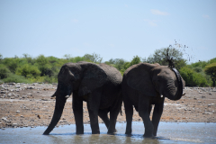 GreenSteps-Travel-Etosha-National-Park-olifant