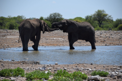 GreenSteps-Travel-Etosha-National-Park