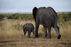 GreenSteps-Travel-Kenia-safari-Amboseli