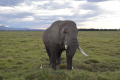 GreenSteps-Travel-Kenia-safari
