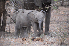 GreenSteps-Travel-Zambia-olifant