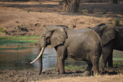 GreenSteps-Travel-Zambia-safari-Lower-Zabezi-5