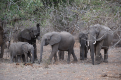 GreenSteps-Travel-Zambia-safari-Luangwa-olifanten