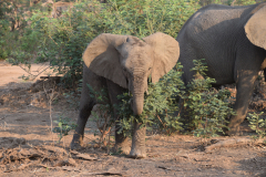 GreenSteps-Travel-Zambia-safari-Luangwa-olifantenbaby
